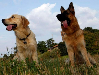 Cani addestrati per le crisi diabetiche